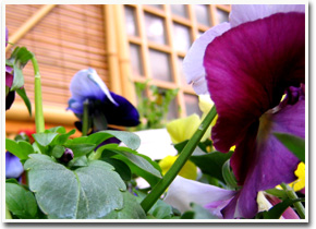 �啪�s�s���̋�����-�͂�